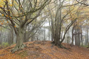 European Beech (Fagus sylvatica) on sand dune in autumn on misty morning