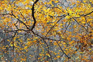 Detail of European Beech (Fagus sylvatica) branches in autumn
