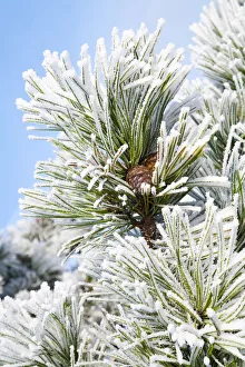 Black Prints: European Black Pine (Pinus nigra) branch covered with rime, Den Helder, Noord-Holland