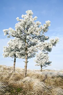 European Black Pine (Pinus nigra) covered with rime, Den Helder, Noord-Holland European Black Pine (Pinus nigra) covered with rime, Den Helder, Noord-Holland