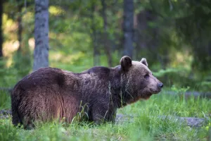 European brown bear (Ursus arctos arctos) in Scots pine (Pinus sylvestris) forest