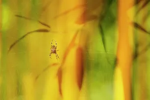 Creative Prints: European Garden Spider (Araneus diadematus) in its web against a backdrop of bamboo leaves