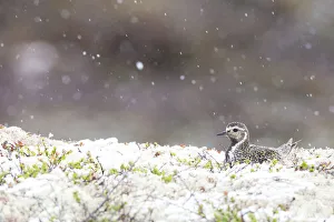 European Golden Plover (Pluvialis apricaria) adult at nest with snowfall, Sor-Trondelag, Norway
