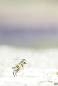 Wetland Prints: European Golden Plover (Pluvialis apricaria) juvenile walking at moss in rain