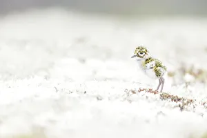 : European Golden Plover (Pluvialis apricaria) juvenile walking on moss in rain