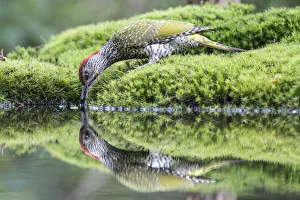 European Green Woodpecker (Picus viridis) female reflected in a pond while drinking water, Noord-Brabant European Green Woodpecker (Picus viridis) female reflected in a pond while drinking water, Noord-Brabant