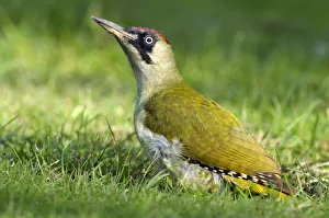 European Green Woodpecker (Picus viridis) in grass, Den Helder, Noord-Holland