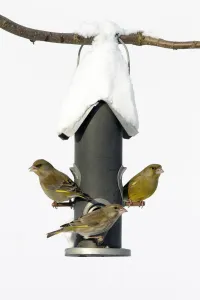 European Greenfinch (Chloris chloris) trio at bird feeder, Bursfelde, Lower Saxony European Greenfinch (Chloris chloris) trio at bird feeder, Bursfelde, Lower Saxony