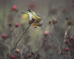 The Netherlands Prints: European Greenfinch (Chloris chloris) hanging upside down while foraging on rose hip of Rugosa Rose (rosa rugosa)