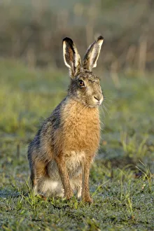 European Prints: European Hare (Lepus europaeus), Noord-Holland, The Netherlands