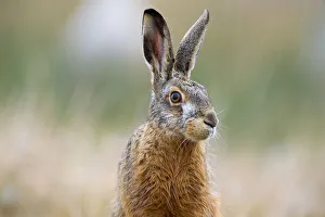 European Hare(Lepus europaeus) portrait, looking at the camera, The Netherlands, Zeeland European Hare(Lepus europaeus) portrait, looking at the camera, The Netherlands, Zeeland