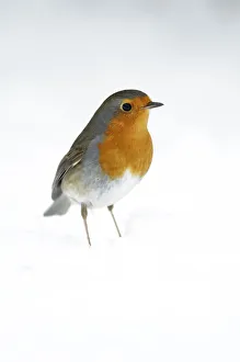 Saxony Prints: European Robin (Erithacus rubecula), Bursfelde, Lower Saxony, Germany