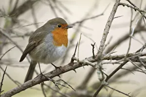 European Robin (Erithacus rubecula) perched on a branch of a Common Sea Buckthorn European Robin (Erithacus rubecula) perched on a branch of a Common Sea Buckthorn