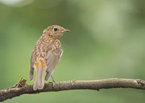 European Robin (Erithacus rubecula) juvenile perched on a branch, Flanders, Belgium