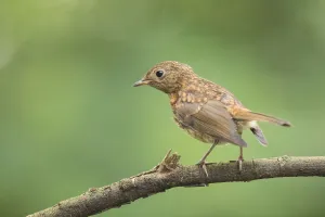 Close Up Prints: European Robin (Erithacus rubecula) juvenile perched on a branch, Flanders, Belgium