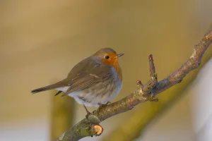 The Netherlands Prints: European Robin (Erithacus rubecula) perched on a branch in late afternoon sun