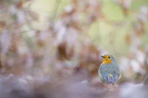European Robin (Erithacus rubecula) sitting, The Netherlands, Noord-Holland European Robin (Erithacus rubecula) sitting, The Netherlands, Noord-Holland