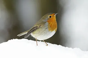 Saxony Prints: European Robin (Erithacus rubecula) in snow, Bursfelde, Lower Saxony, Germany