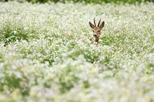 The Netherlands Prints: European Roe Deer (Capreolus capreolus) buck in a field of flowering Buckwheat (Fagopyrum esculentum)