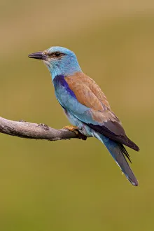European Roller (Coracias garrulus) male, Hajdu-Bihar, Hungary European Roller (Coracias garrulus) male, Hajdu-Bihar, Hungary
