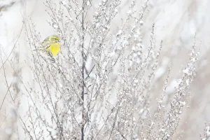European Serin (Serinus serinus) male fouraging, Ede, Gelderland, The Netherlands European Serin (Serinus serinus) male fouraging, Ede, Gelderland, The Netherlands