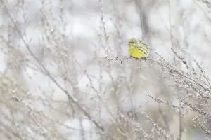 European Serin (Serinus serinus) male fouraging, Ede, Gelderland, The Netherlands