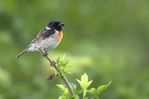 Farmland Prints: European Stonechat (Saxicola rubicola) perched on a branch with spider in its beak