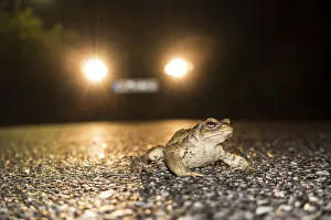 European Toad (Bufo bufo) crossing road, Bavaria, Germany