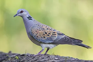 Full Length Prints: European Turtle Dove (Streptopelia turtur) perched on the ground, Hungary