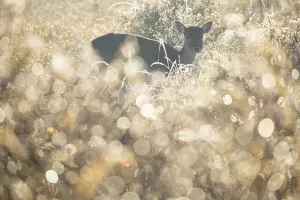 White Prints: Fallow Deer (Dama dama) searching for food in field full of waterdrops