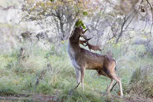 Autumn Prints: Fallow deer male (Dama dama) foraging on Oak (Quercus sp), The Netherlands, Noord-Holland