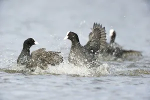 March Prints: In Februari till the beginning of March Common Coot (Fulica atra)