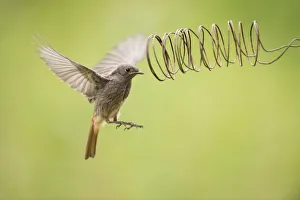 Female Black redstart (Phoenicurus ochruros) flying towards an iron spiral