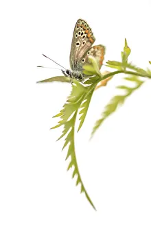 female Brown Argus (Aricia agestis) warming up on Cow Parsley (Anthriscus sylvestris) female Brown Argus (Aricia agestis) warming up on Cow Parsley (Anthriscus sylvestris)