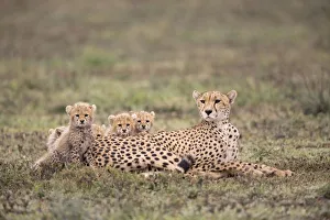Female cheetah (Acinonyx jubatus) resting on a grassy plain with her five cubs looking Female cheetah (Acinonyx jubatus) resting on a grassy plain with her five cubs looking