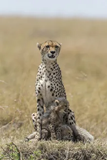 Female Cheetah (Acinonyx jubatus) and her two cubs on the lookout, Kenya, Narok County Female Cheetah (Acinonyx jubatus) and her two cubs on the lookout, Kenya, Narok County