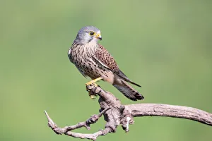 Female Common Kestrel (Falco tinnunculus) perching on a branch, Hortobagy National Park, Hortobagy, Hungary Female Common Kestrel (Falco tinnunculus) perching on a branch, Hortobagy National Park, Hortobagy, Hungary