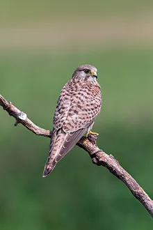 Female Common Kestrel (Falco tinnunculus) perching on a branch, Hortobagy National Park, Hortobagy, Hungary