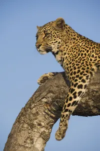 Female Leopard (panthera pardus) perched in a tree at sunrise, South Africa, Mpumulanga Female Leopard (panthera pardus) perched in a tree at sunrise, South Africa, Mpumulanga