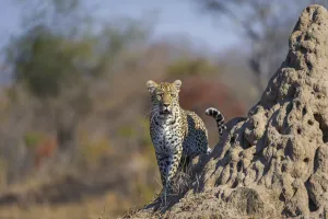 Female Leopard (Panthera pardus) beside anthill at sunrise, South Africa, Mpumulanga Female Leopard (Panthera pardus) beside anthill at sunrise, South Africa, Mpumulanga