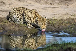 Female Leopard (Panthera pardus) drinking, Sabi Sands Game Reserve, Mpumalanga Female Leopard (Panthera pardus) drinking, Sabi Sands Game Reserve, Mpumalanga