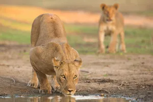 National Park Prints: Female Lion (Panthera leo) drinking with cub approaching in background, Zimbabwe