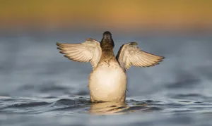 Female tufted duck (Aythya fuligula) stretching wings, The Netherlands, Noord-Holland Female tufted duck (Aythya fuligula) stretching wings, The Netherlands, Noord-Holland