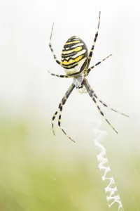Female Wasp Spider (Argiope bruennichi) sitting in her web, Balloerveld, The Netherlands Female Wasp Spider (Argiope bruennichi) sitting in her web, Balloerveld, The Netherlands