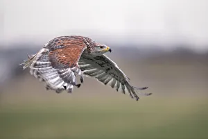 Ferruginous Hawk (Buteo Regalis) in flight above a meadow, Gelderland, the Netherlands Ferruginous Hawk (Buteo Regalis) in flight above a meadow, Gelderland, the Netherlands