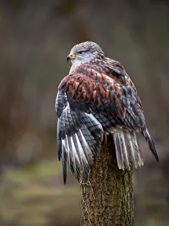 February Prints: Ferruginous Hawk (Buteo Regalis) perched on a treestump, looking over his shoulder