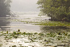 Field of European white water lilies (Nymphaea alba) in lake with trees on shore Field of European white water lilies (Nymphaea alba) in lake with trees on shore