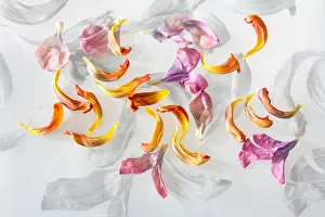 Artistic Prints: Flower petals with black and white background