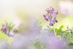 Flowering Fern-leaved Corydalis (Corydalis solida), Groningen, The Netherlands Flowering Fern-leaved Corydalis (Corydalis solida), Groningen, The Netherlands