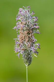 flowering Meadow Foxtail (Alopecurus pratensis) in a meadow, The Netherlands flowering Meadow Foxtail (Alopecurus pratensis) in a meadow, The Netherlands